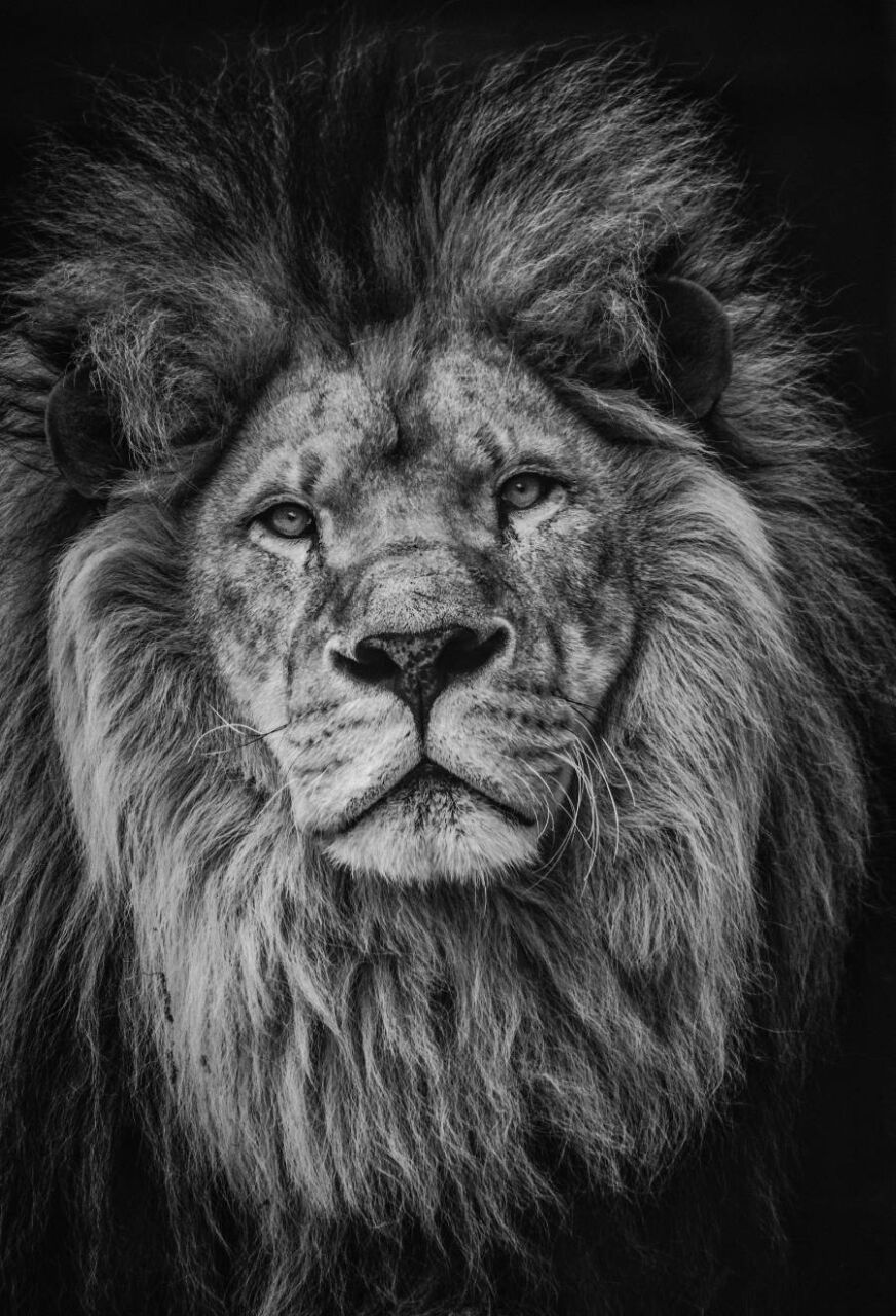 Portrait of Lion