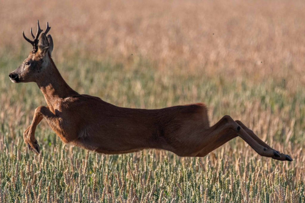 Wildlife brown deer