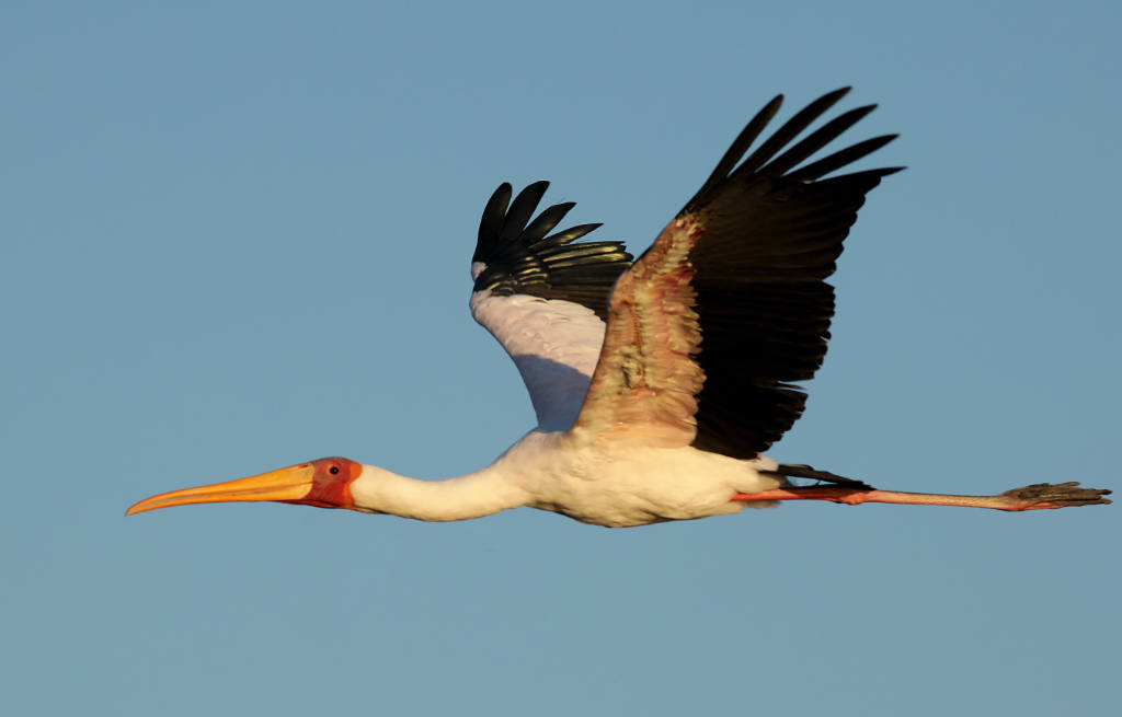 Wildlife crane in flight