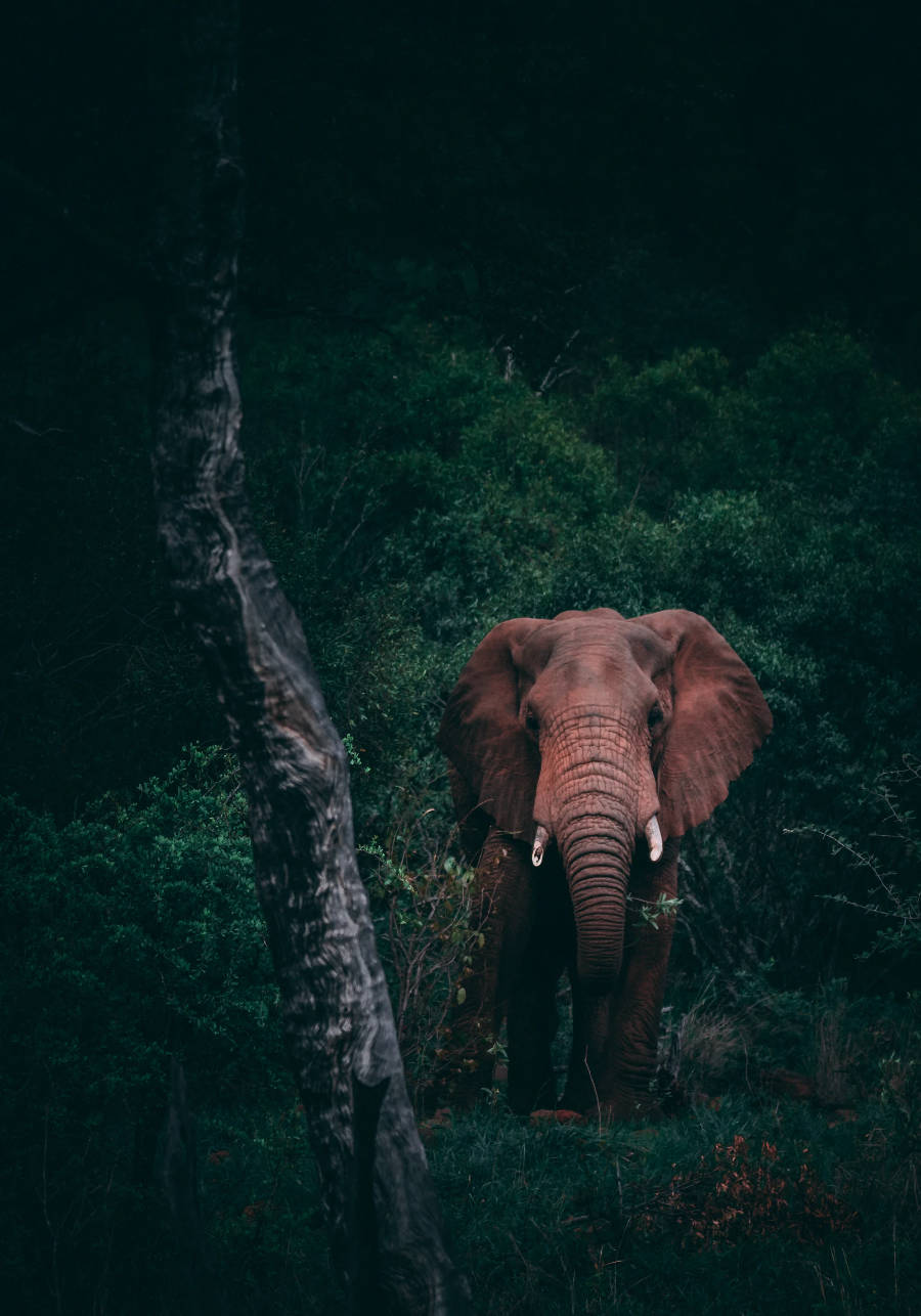 Wildlife elephant in the dark