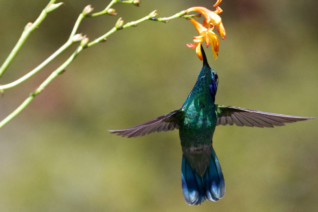 Wildlife hummingbird