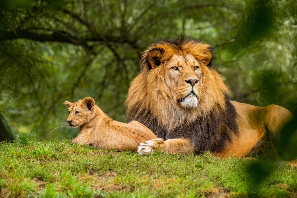 Wildlife lions