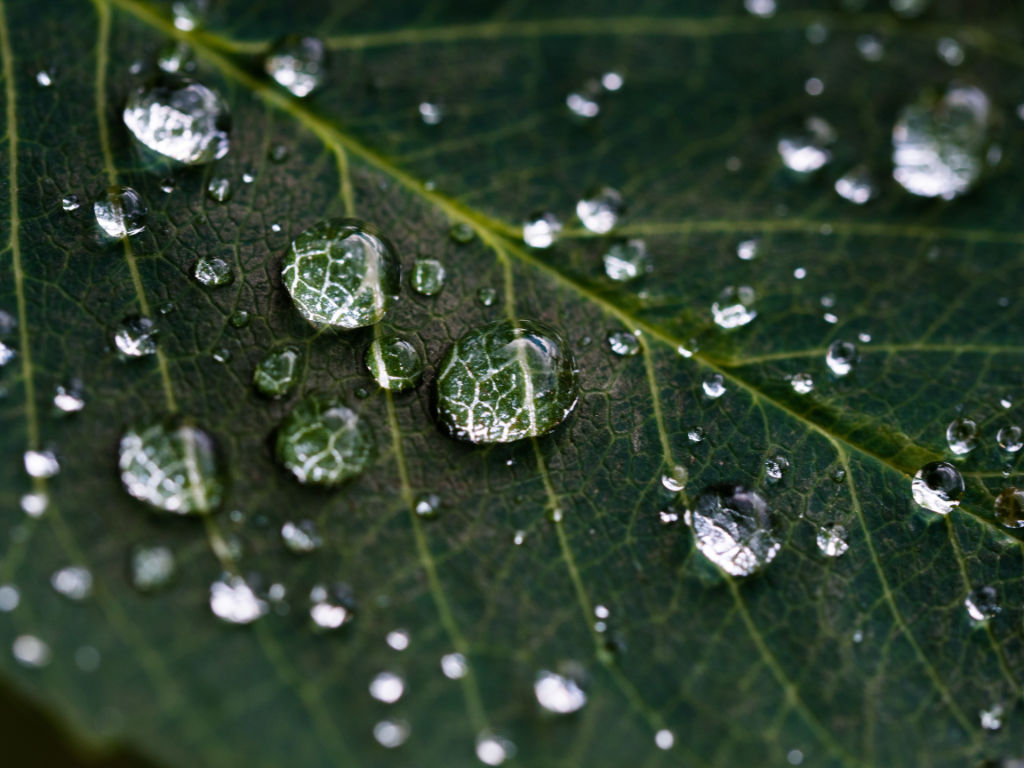 Macro Shot of Water Droplets on Leaf by Dan Carlson