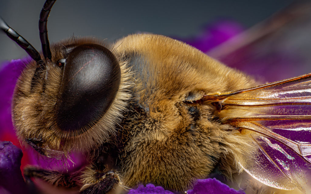 Macro Shot of Bee by Dominik Luckmann
