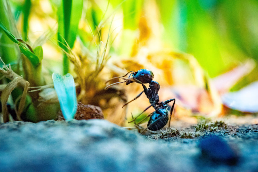 Macro Shot of an Ant by Guillaume de Germain